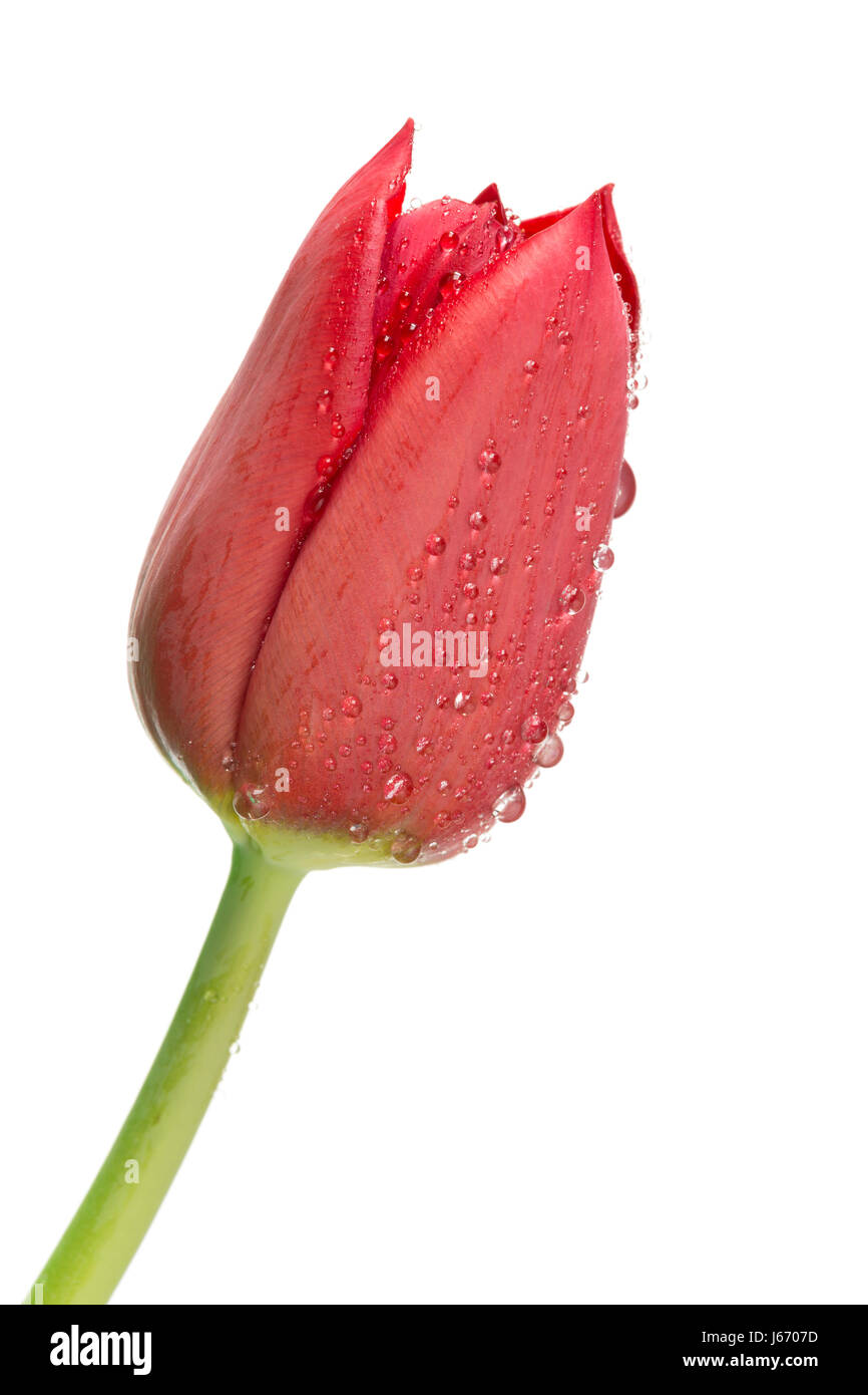Red tulip con goccioline di acqua su bianco Foto Stock