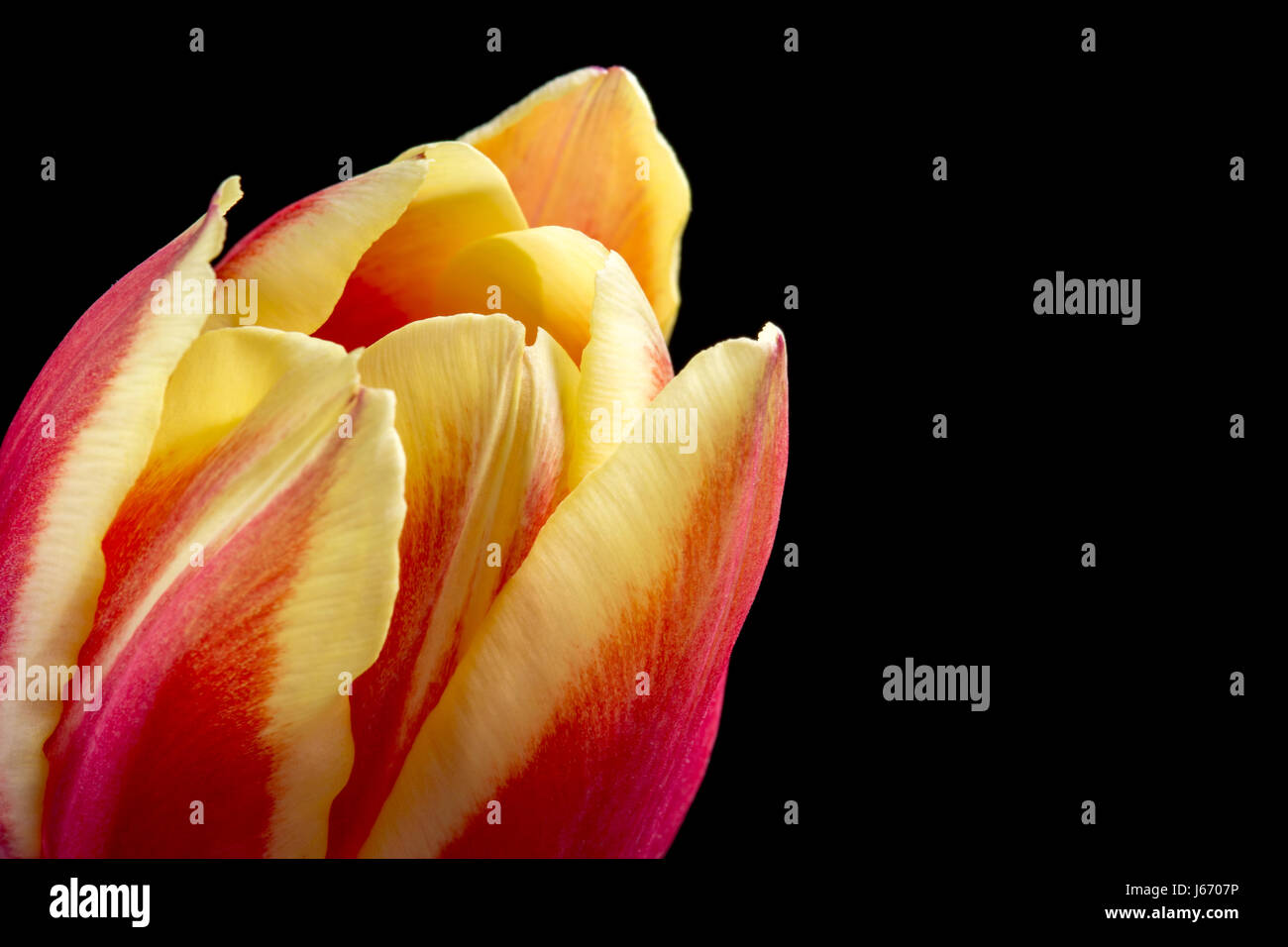Close up e rosso tulipano giallo su nero Foto Stock