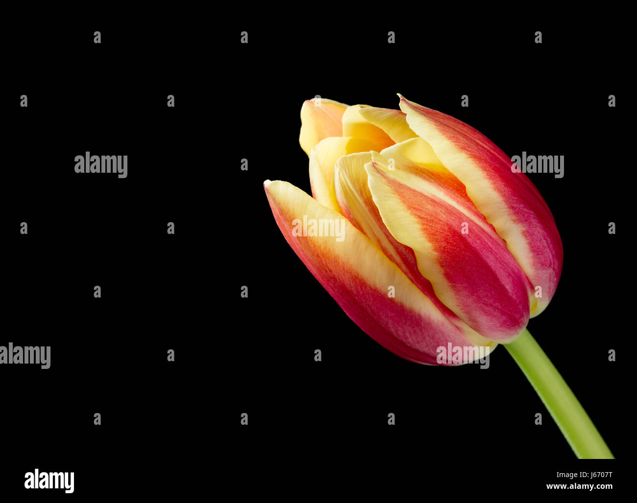 E rosso tulipano giallo su nero Foto Stock