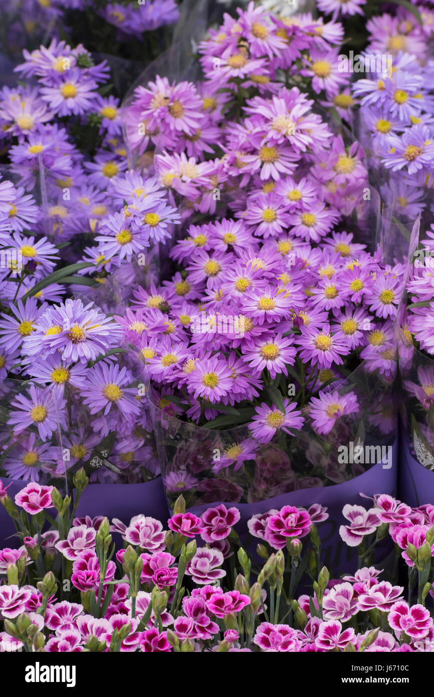 Mazzi di fiori Aster per vendita a flower show. Regno Unito Foto Stock