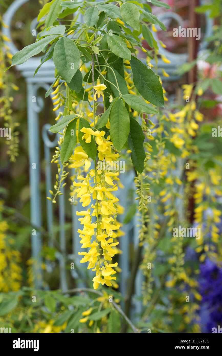 Laburnocytisus adamii fioritura tree. Innesto-chimera tra un anagyroides Maggiociondolo e una scopa Chamaecytisus purpureus a flower show. Regno Unito Foto Stock