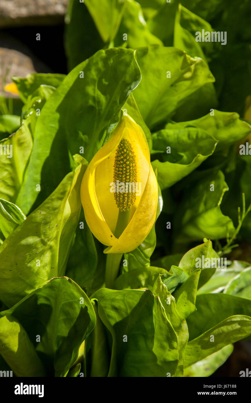 Skunk cavolo Lysichiton americanus crescendo in un laghetto in giardino nel Warwickshire, ha un odore sgradevole. La pianta è altamente invasivi. Foto Stock