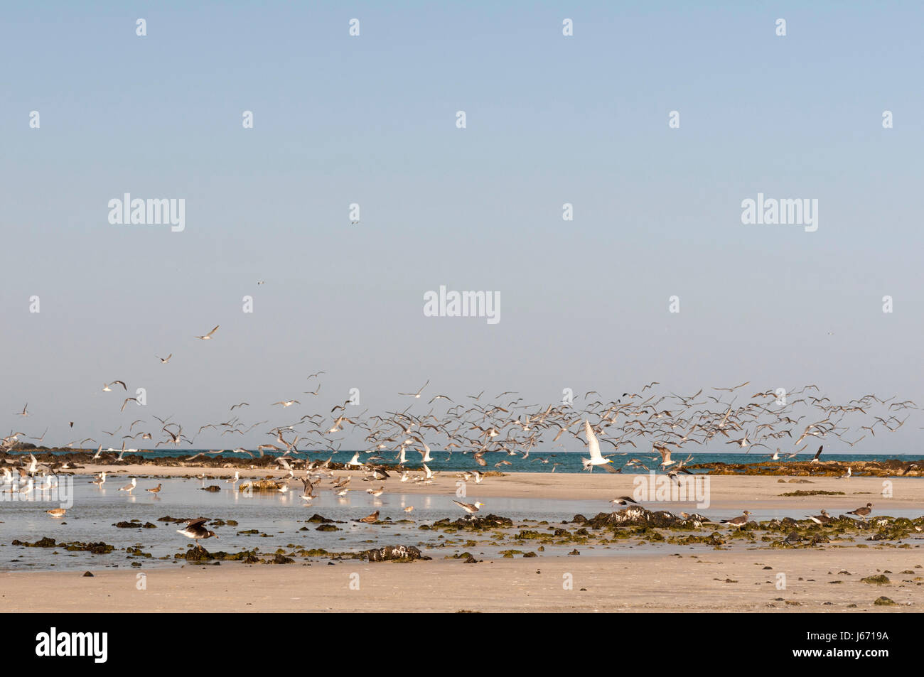 Isola di Masirah, Oman. Foto Stock