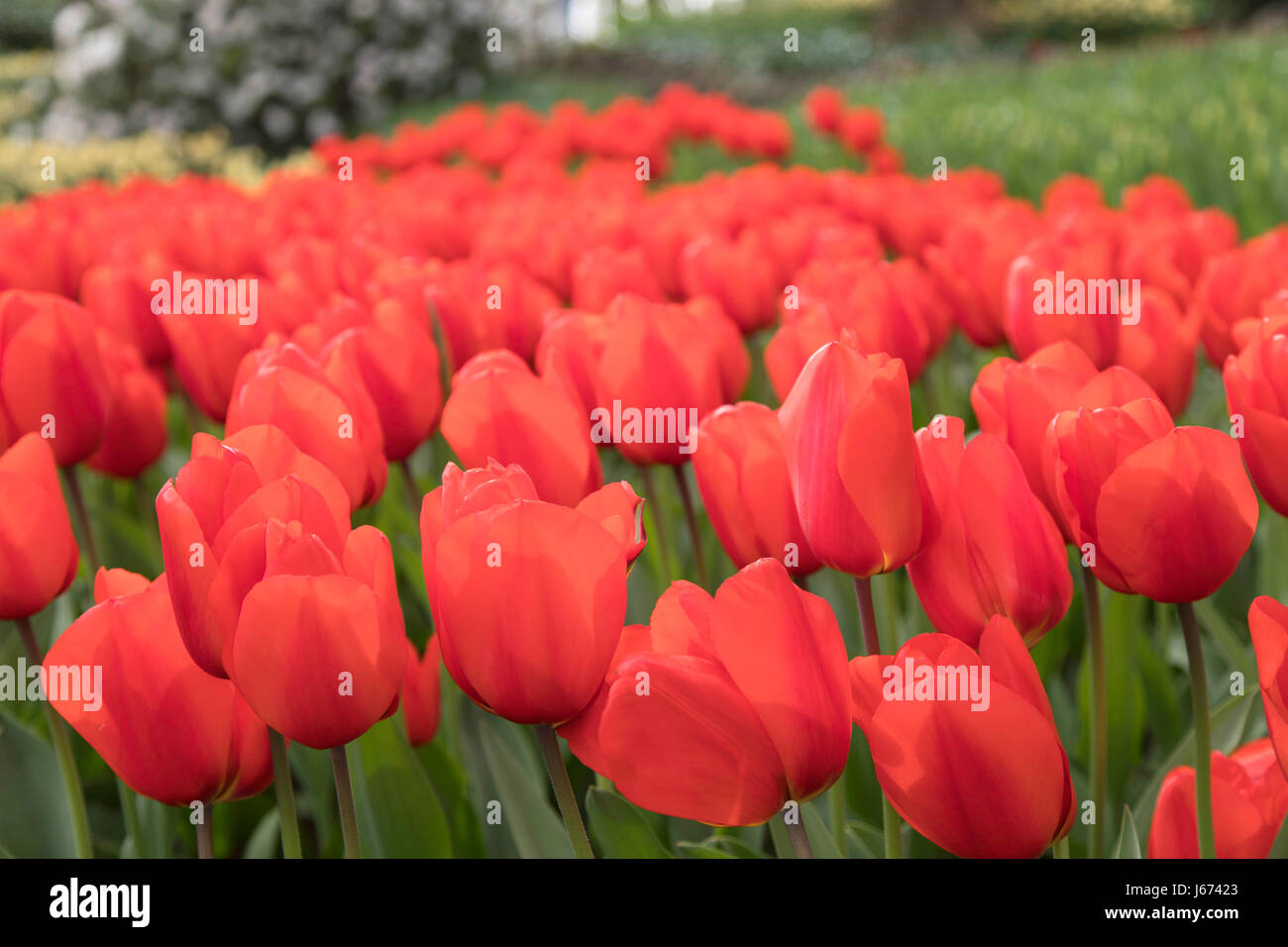 I tulipani in giardini Keukenhof Lisse, Paesi Bassi Foto Stock