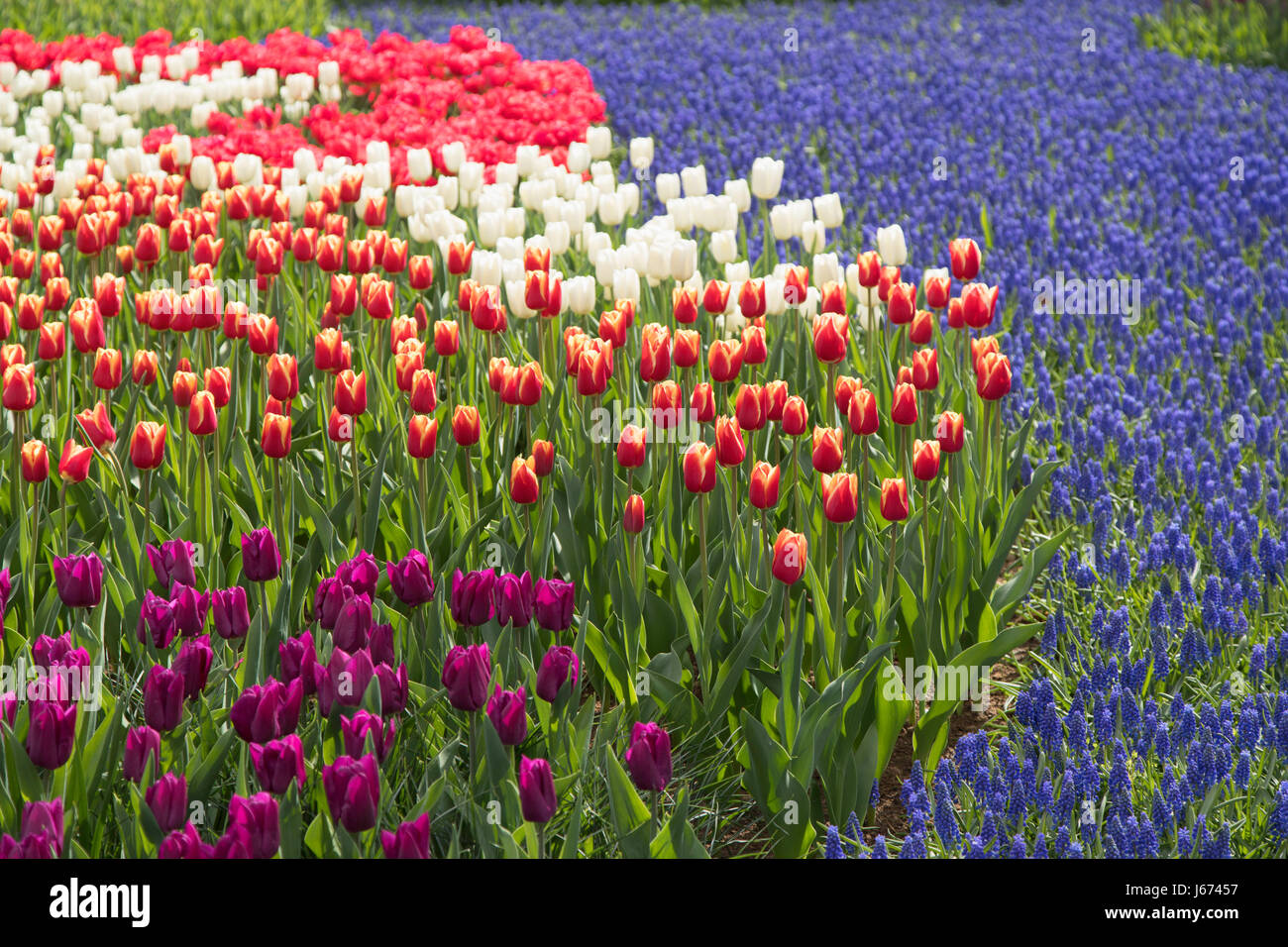 I tulipani in giardini Keukenhof Lisse, Paesi Bassi Foto Stock