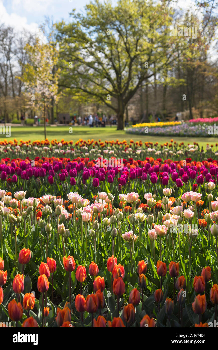 Tulipani in giardini Keukenhof Lisse, Paesi Bassi Foto Stock