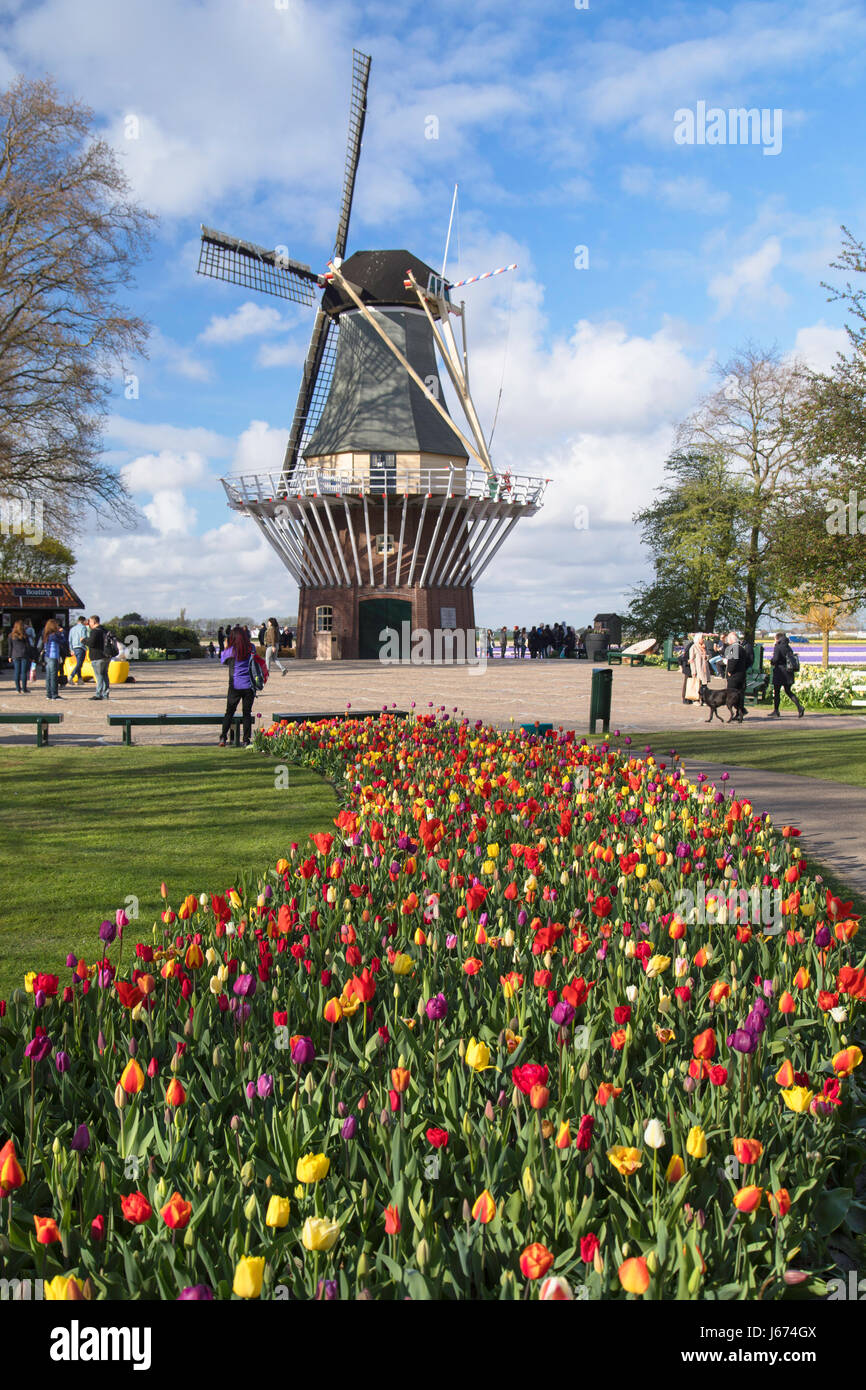 Il mulino a vento a giardini Keukenhof Lisse, Paesi Bassi Foto Stock