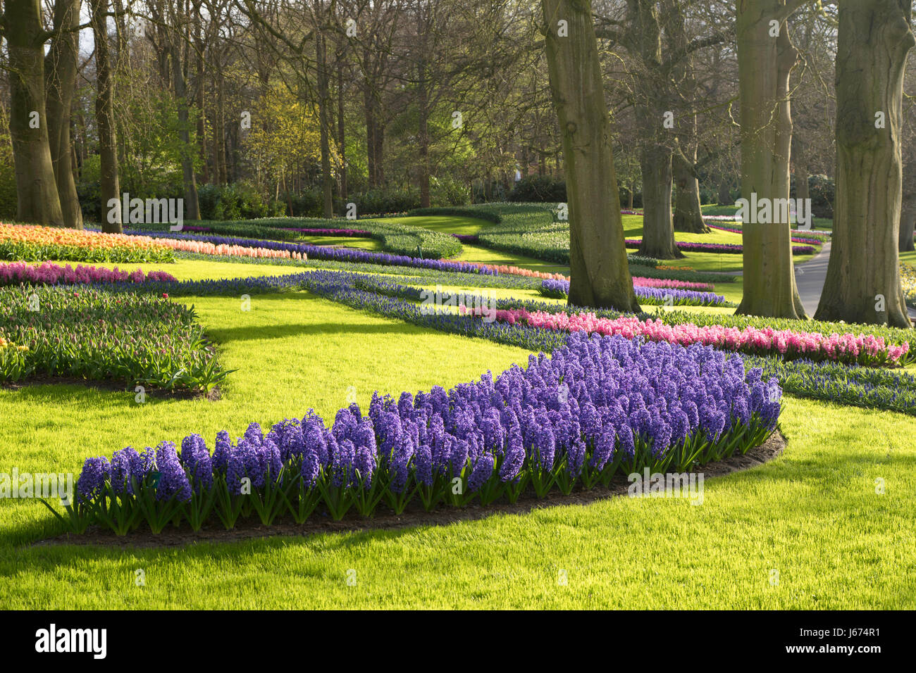 Fiori a giardini Keukenhof Lisse, Paesi Bassi Foto Stock