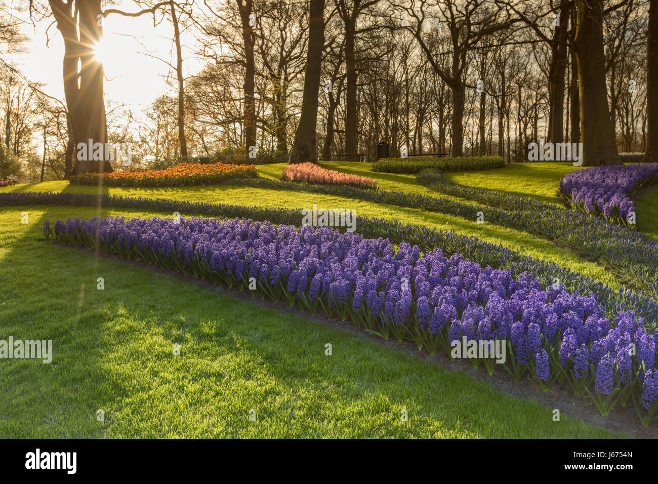 Fiori in giardini Keukenhof Lisse, Paesi Bassi Foto Stock