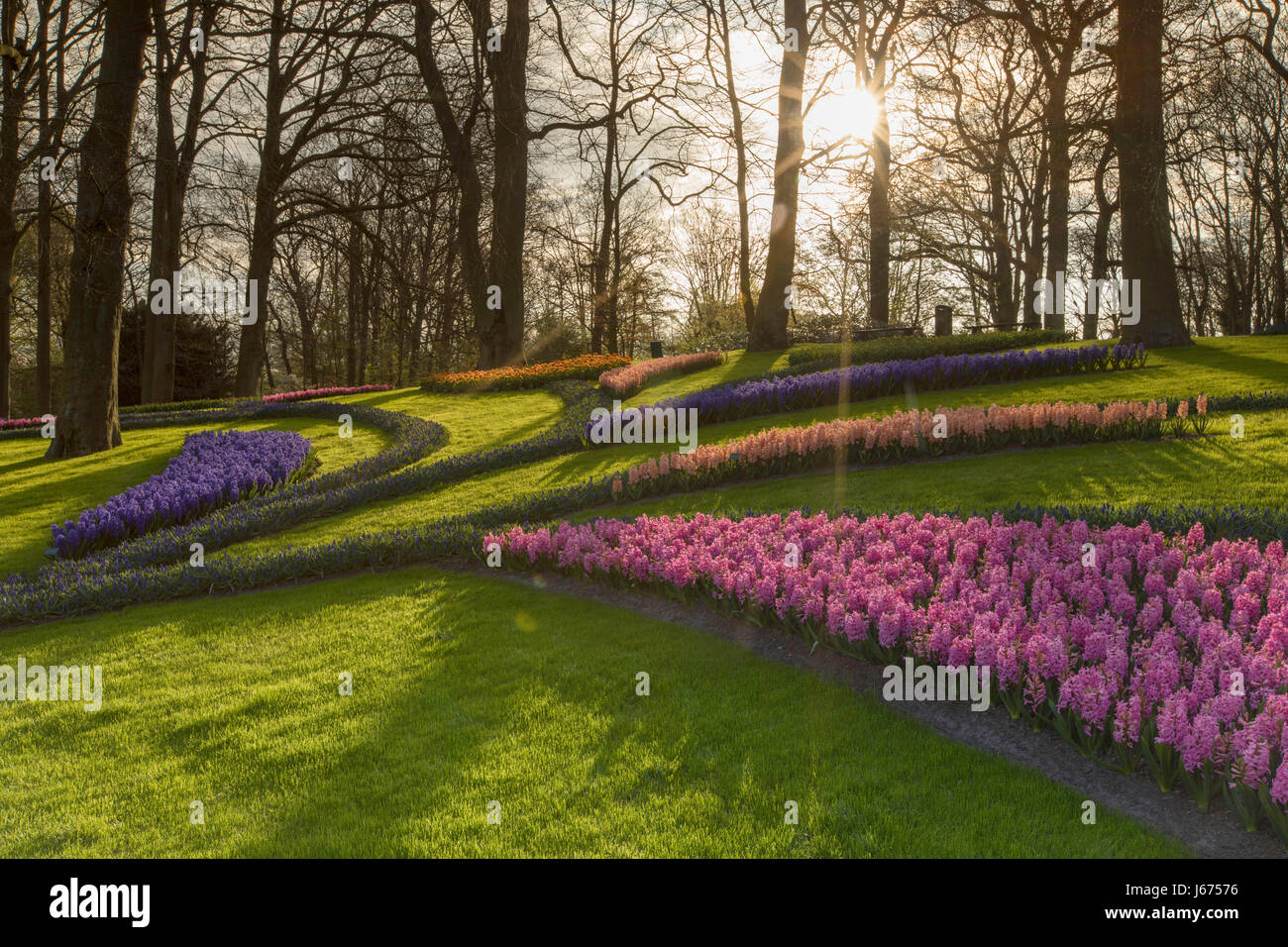 Fiori in giardini Keukenhof Lisse, Paesi Bassi Foto Stock