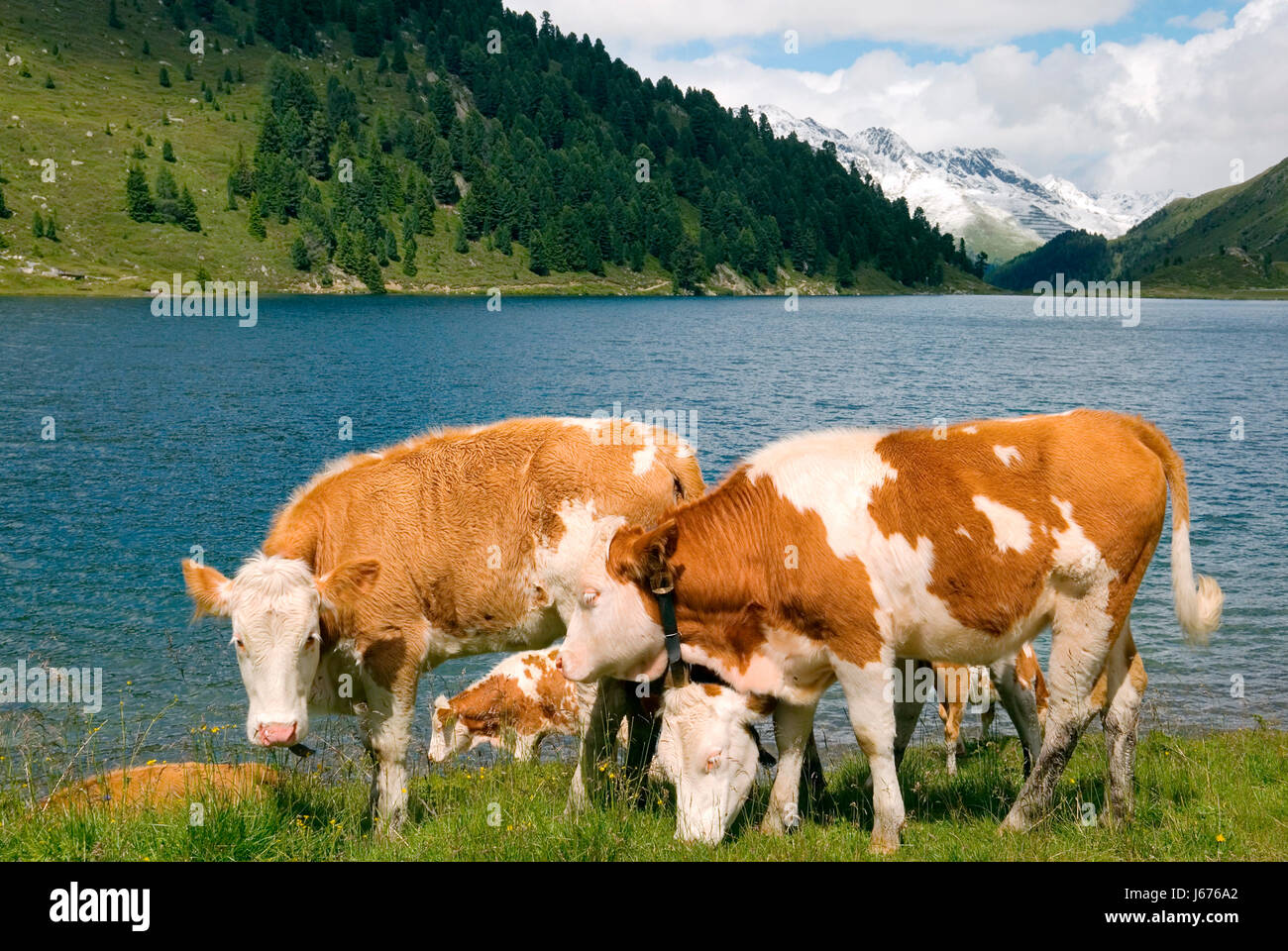 Animali bovini di allevamento di mucche di acqua dolce entroterra del lago acqua acqua natura willow Foto Stock