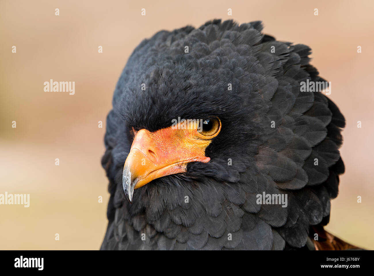 Close up colpo alla testa del Bateleur eagle, Snake Eagle che mostra gli occhi e becco a gancio Foto Stock