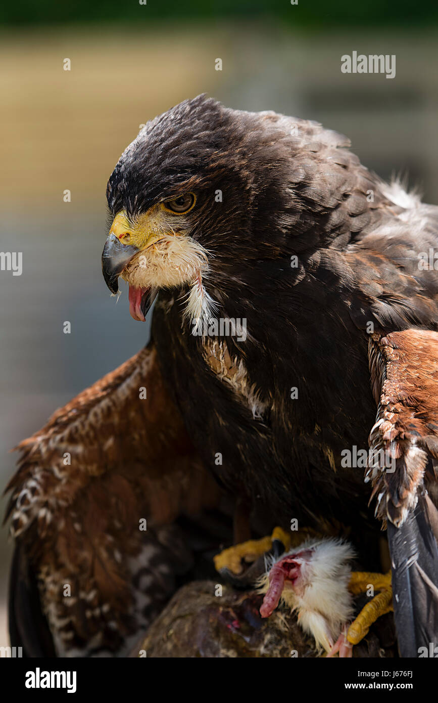 Un Harris Hawk alimentazione con le sue ali rivolto verso il basso Foto Stock
