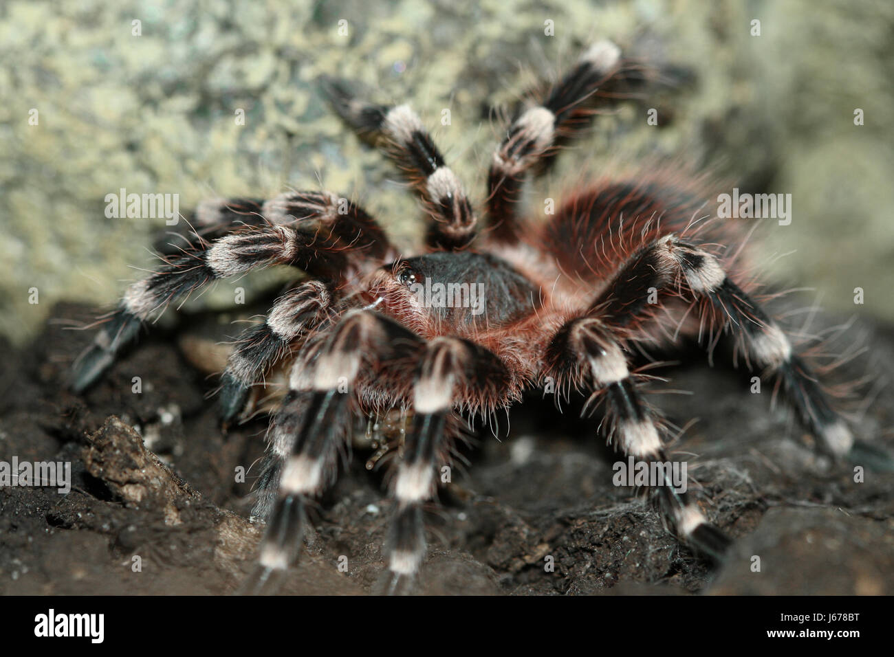 I peli delle gambe ragno velenoso tossico gambe pericolo macro close-up di ammissione macro Foto Stock