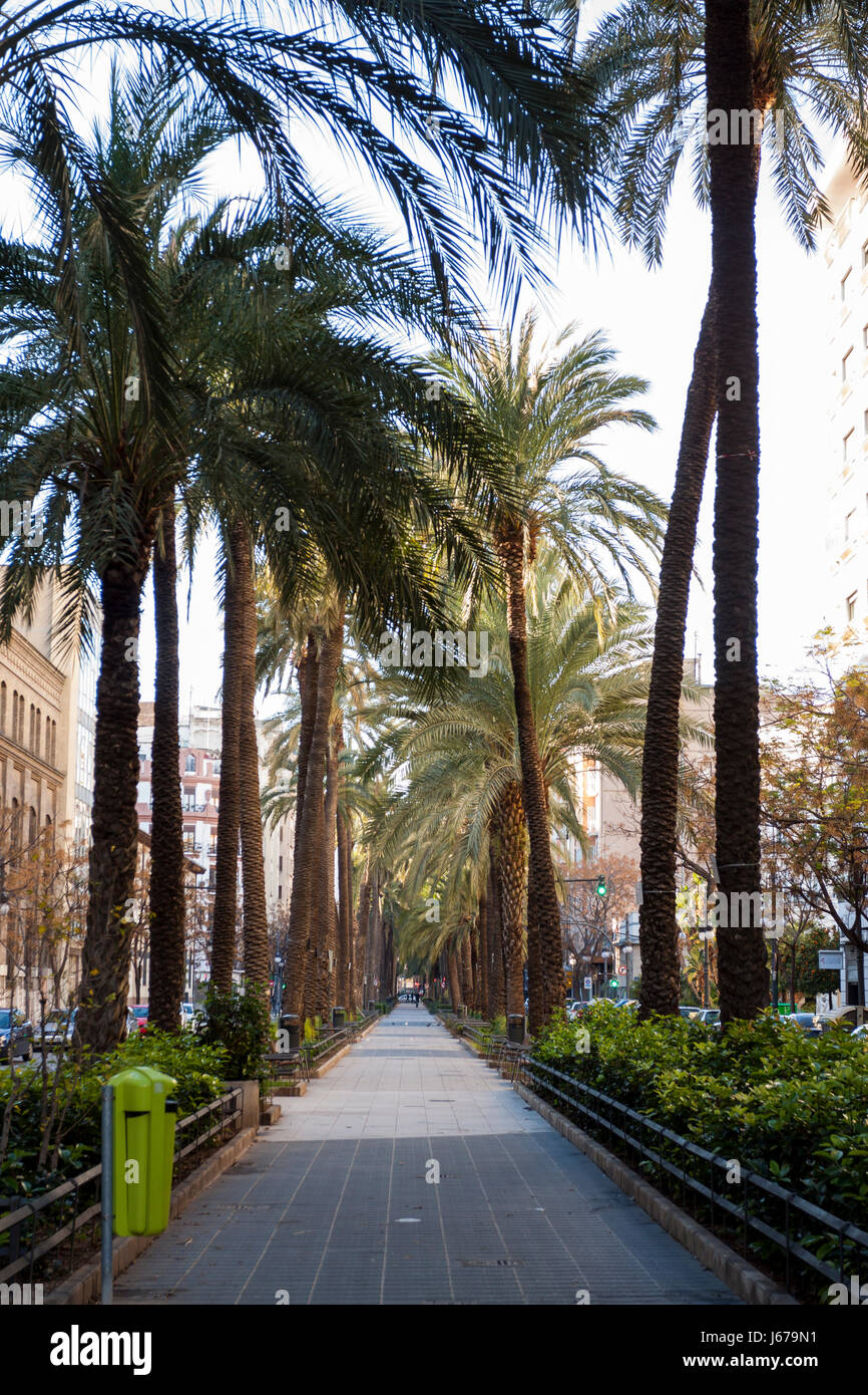 Regno di Valencia road con palme. Valencia, Spagna Foto Stock