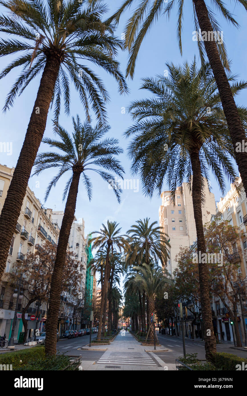 Regno di Valencia road con palme. Valencia, Spagna Foto Stock