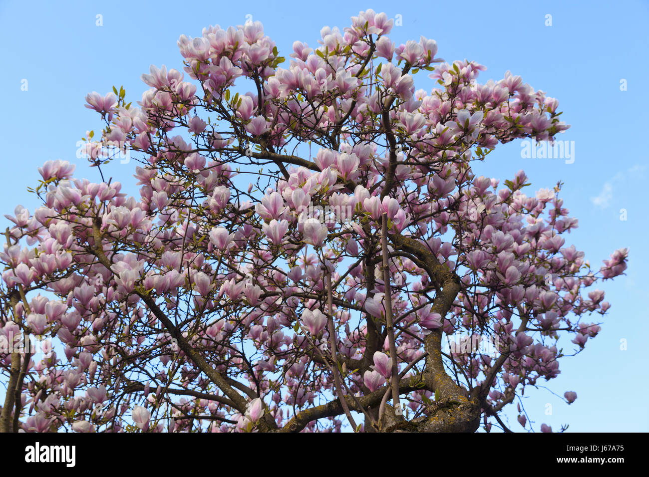 Rosa albero di magnolia in piena fioritura Foto Stock