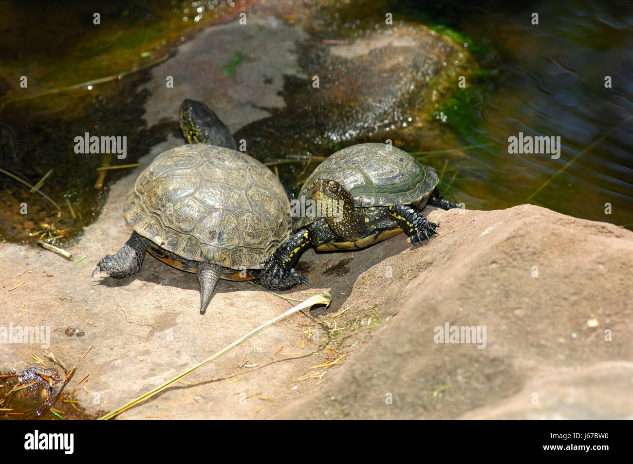 Le tartarughe marine terrapins protetta europea in acque protette fauna animale animali suns Foto Stock