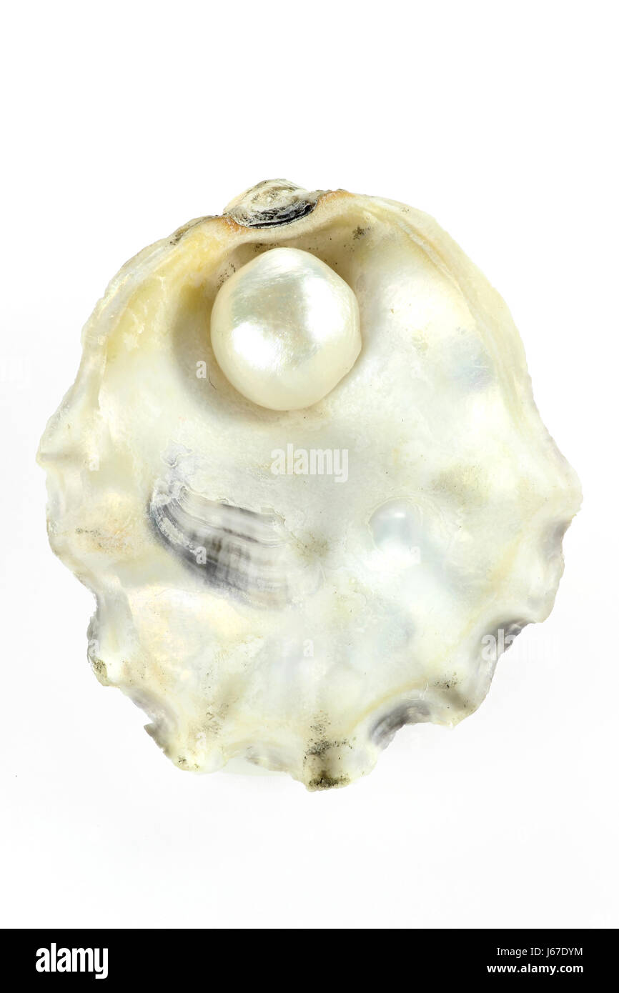 Pearl incorporato in oyster isolato sfondo bianco Foto Stock