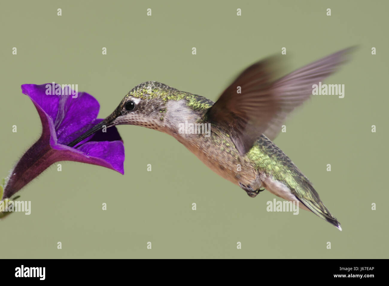Ala di uccelli piume wildlife hummingbird animale di natura uccelli fiore pianta della fauna Foto Stock