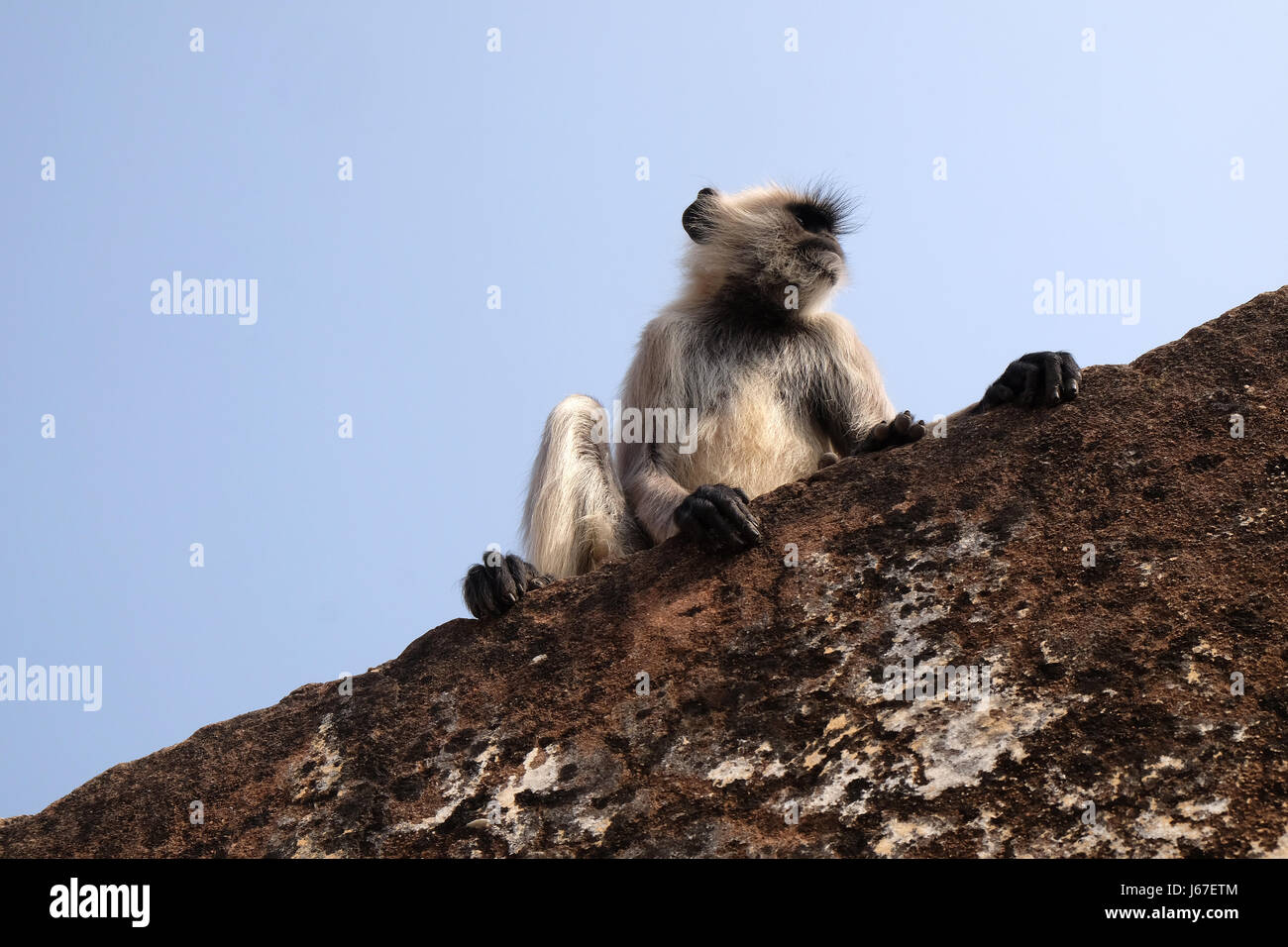 Langur grigio sulla parete al forte di Amber a Jaipur, Rajasthan, India, a febbraio, 16, 2016. Foto Stock