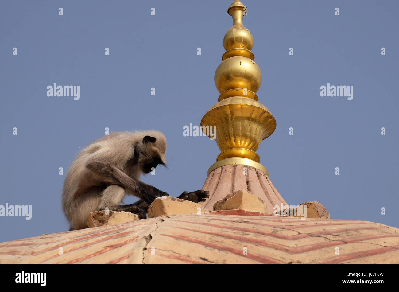 Langur grigio sulla parete al forte di Amber a Jaipur, Rajasthan, India, a febbraio, 16, 2016. Foto Stock