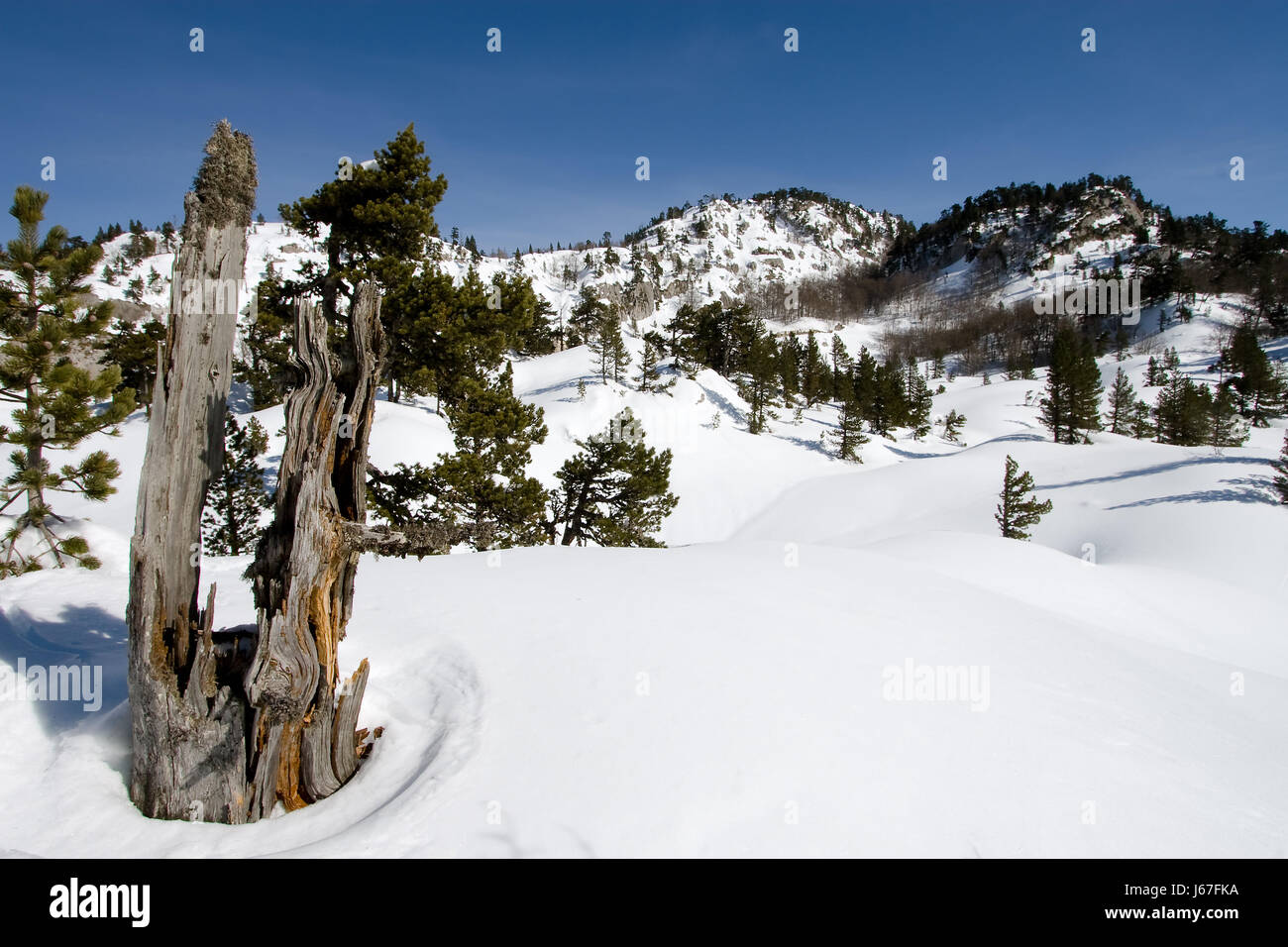 Spagna parco naturale dei Pirenei tronco di albero di pino coke neve cocaina farmaco materiale Foto Stock