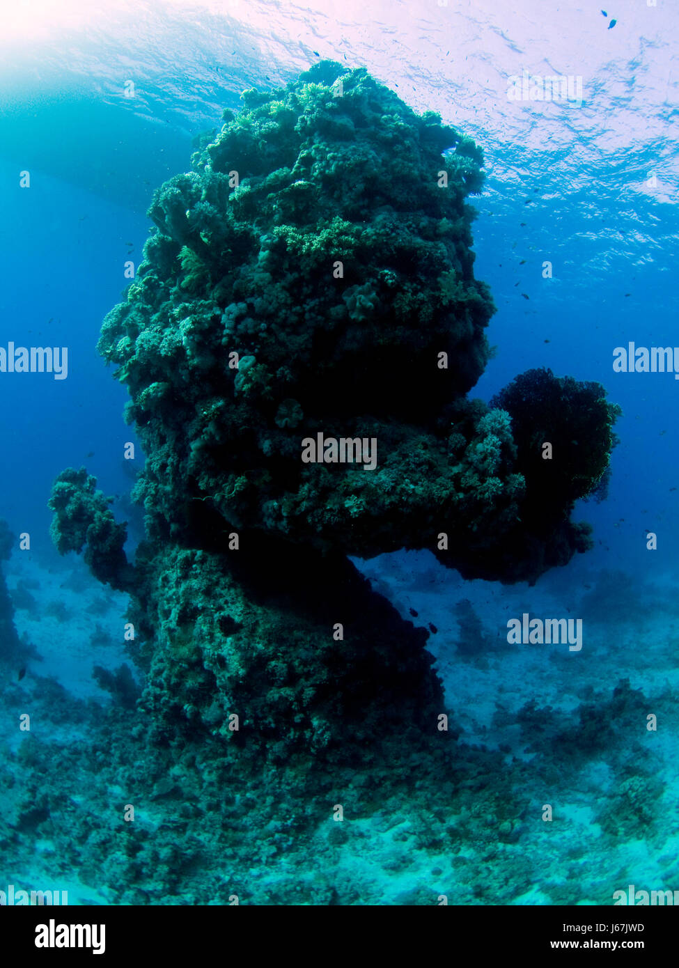 Riff erg underwasser quotdonald duckquot korallen tauchen aegypten ha quotrotes Foto Stock