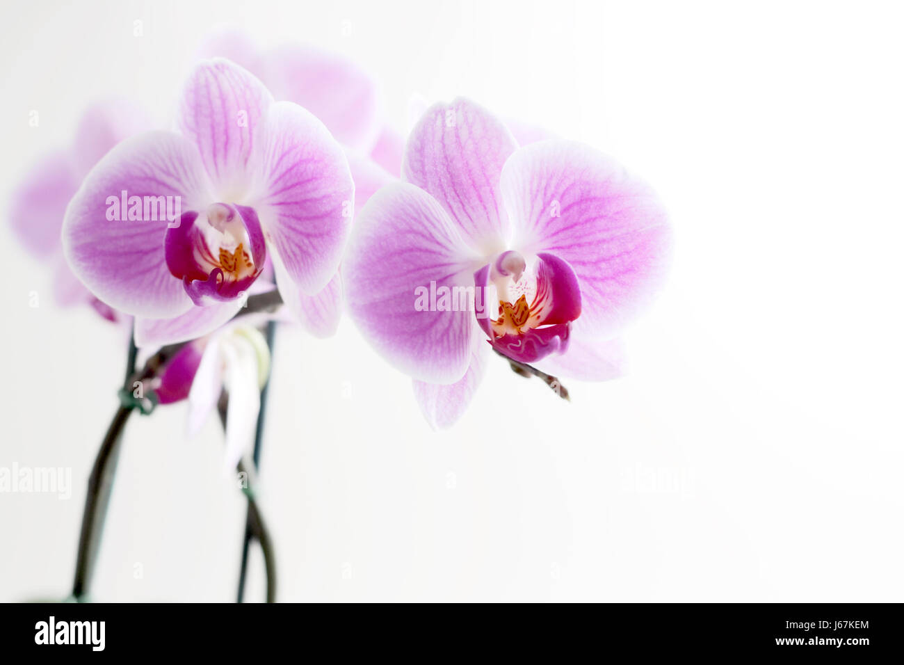 Facoltativo bloom blossom fiorire fiorente fiore pianta di orchidee oltre extra Foto Stock