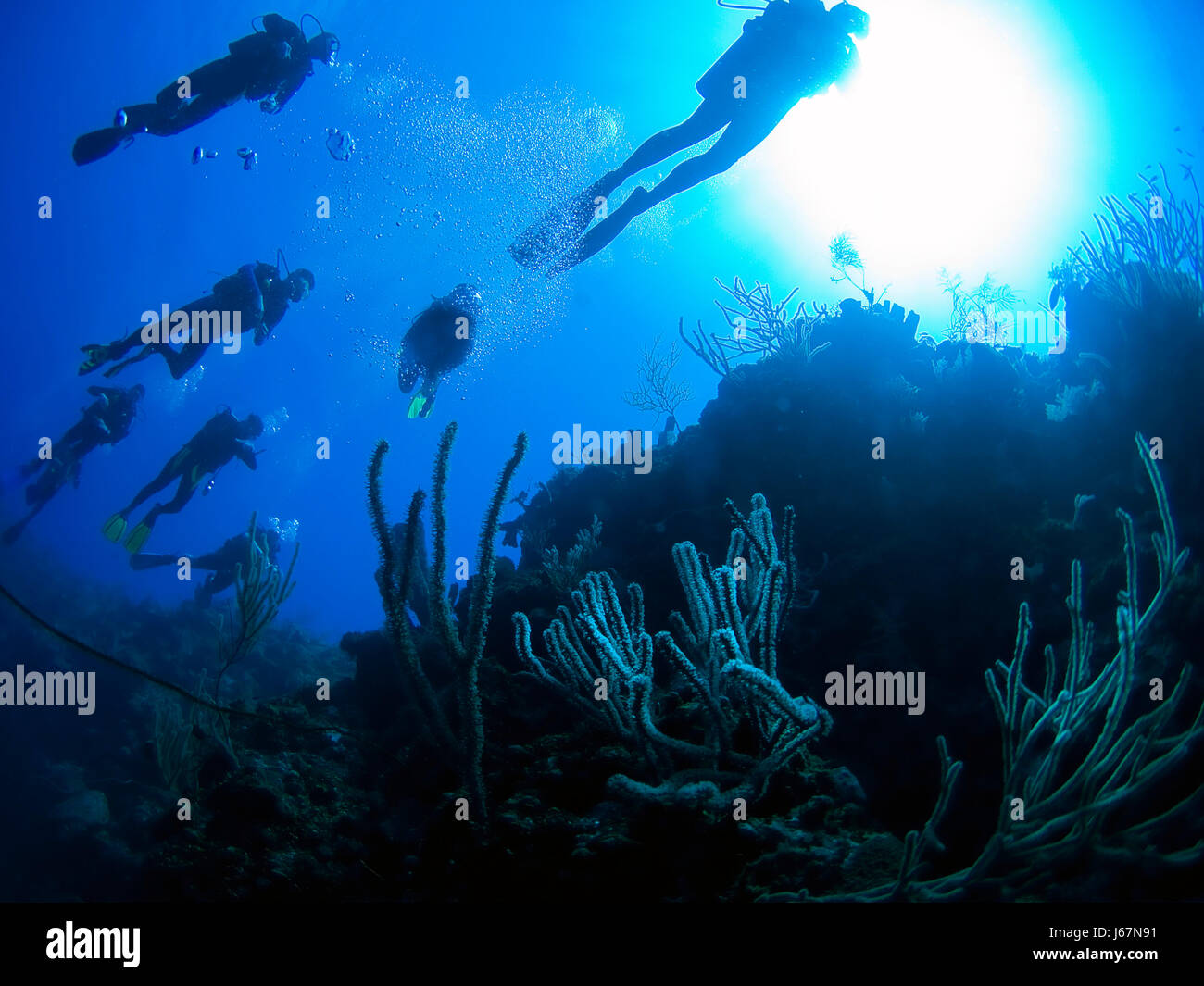 Immersione subacquea reef coralli dei caraibi taucher riff korallen tauchen karibik Foto Stock