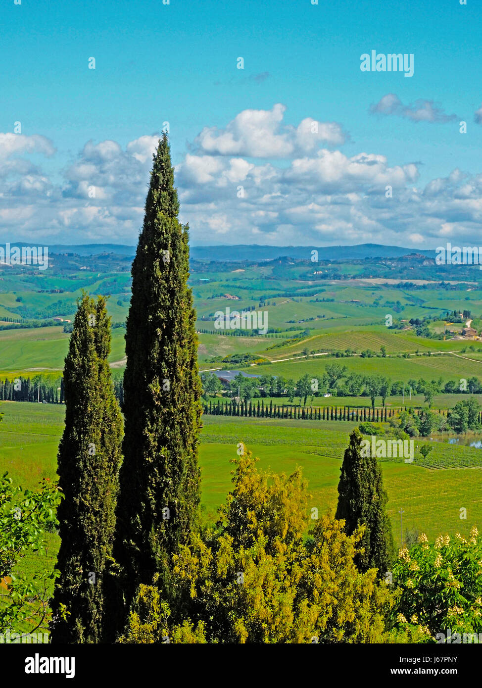 Cipressi che incorniciano la campagna Toscana vicino a Montalcino. Foto Stock