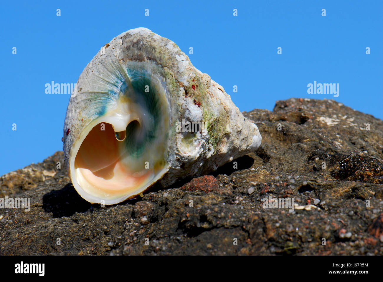 Shell Foto Stock