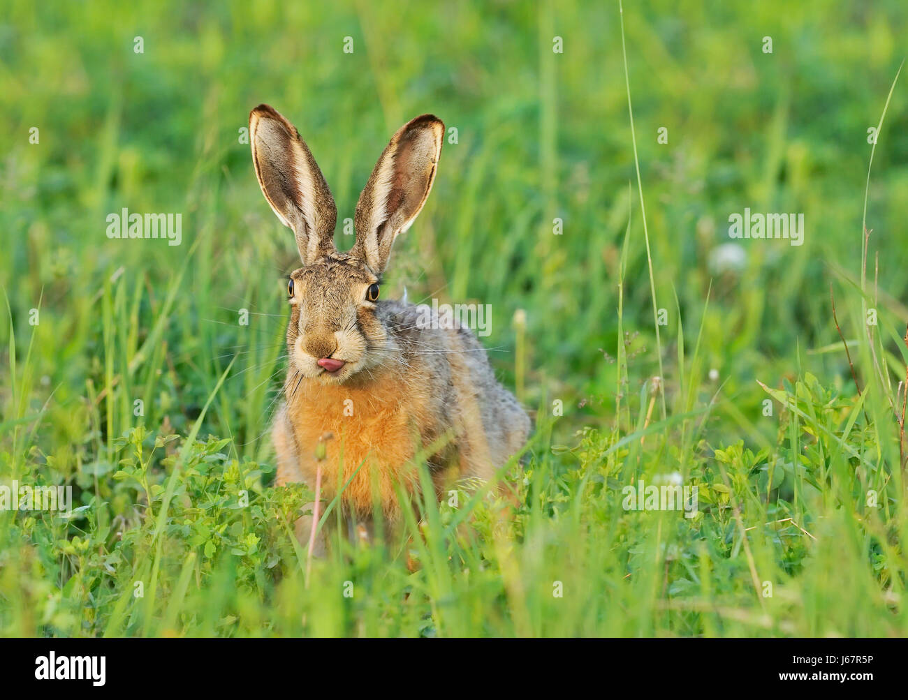 Occhio a linguetta organo baffo di lepre bunny cucchiaio orecchio animale mammifero verde e marrone Foto Stock