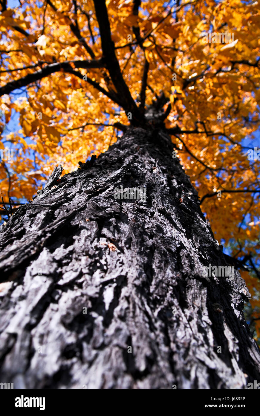 Parco di alberi di acero tronco giallo autunno autunno raggiungere big grande enorme extreme Foto Stock