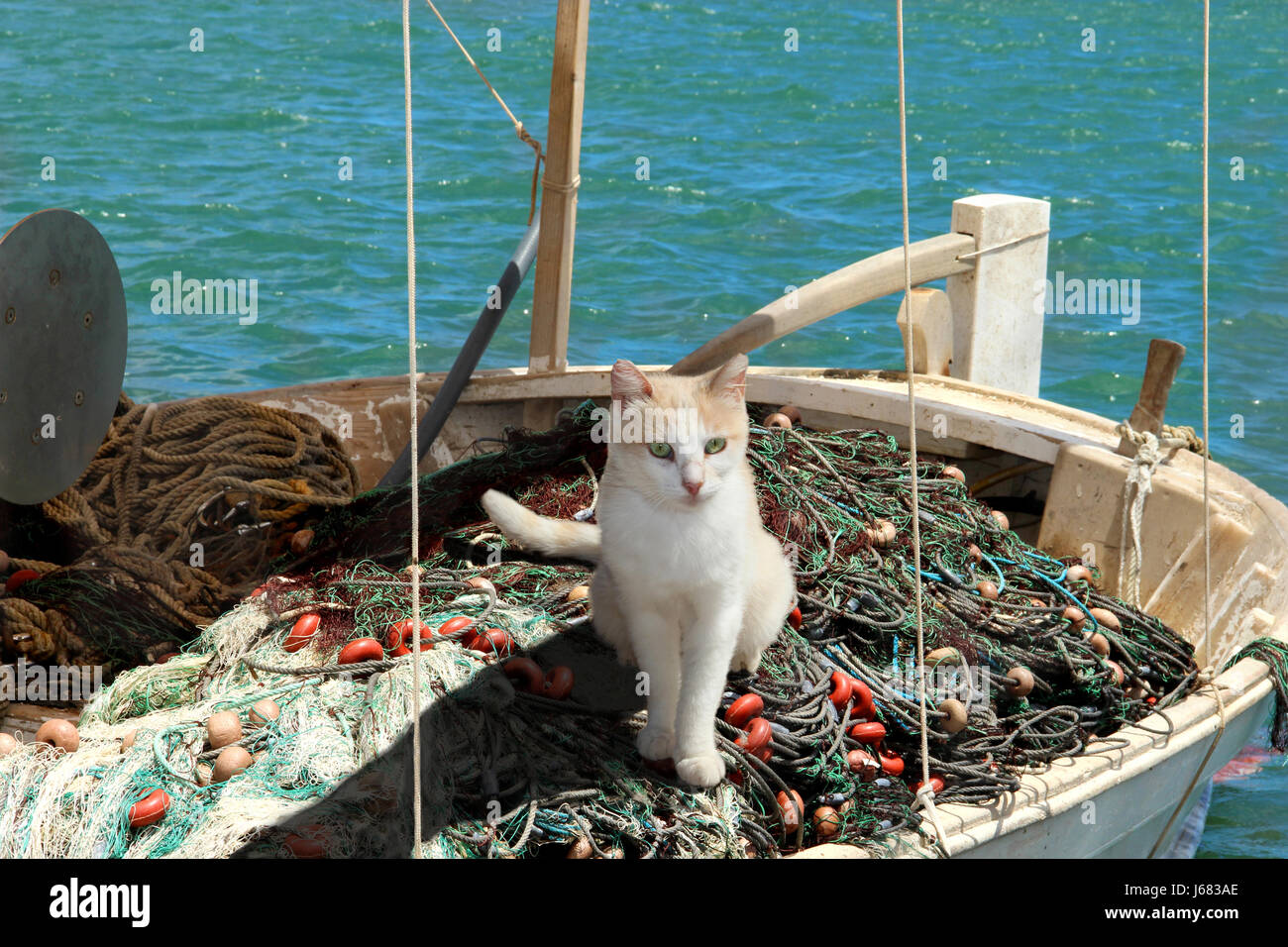 Il gatto domestico, bianco panna, seduta in una piccola barca da pesca su reti da pesca Foto Stock