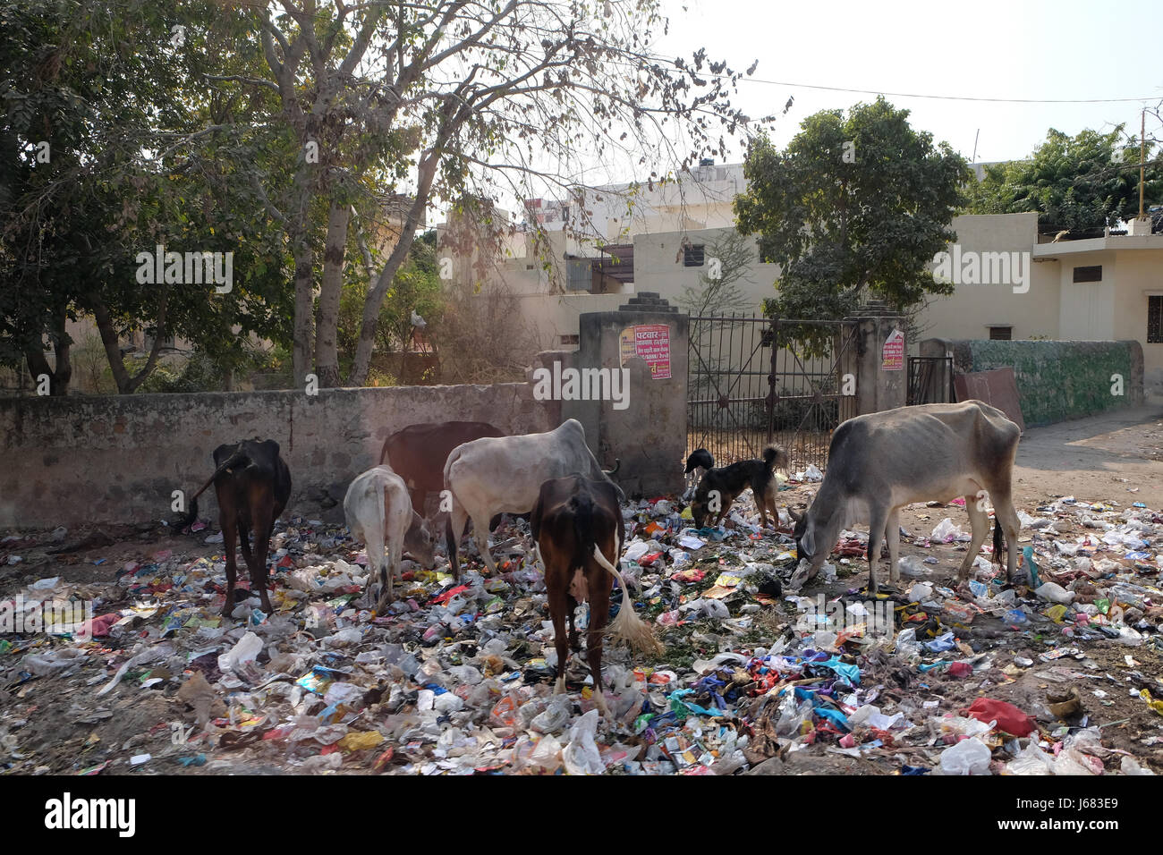 Animali nel cestino in heap a Jaipur, Rajasthan, India Foto Stock