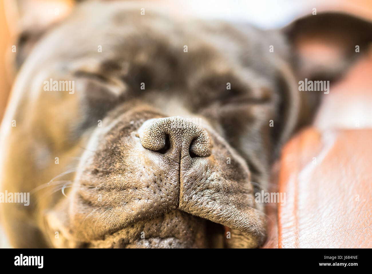 Close up del naso mussle di un sonno nero staffordshire bull terrier cane su un divano in pelle. La sua pelliccia morbida, liscia e lucida. Foto Stock