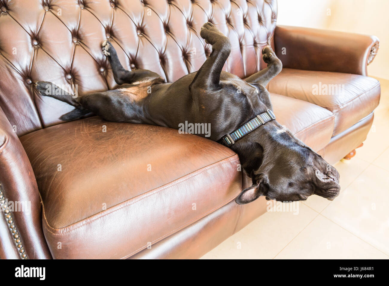 Un nero staffordshire bull terrier cane addormentato su un marrone in stile vintage divano in pelle. Egli è sdraiato sulla schiena con i suoi piedi in aria con la sua testa ha Foto Stock
