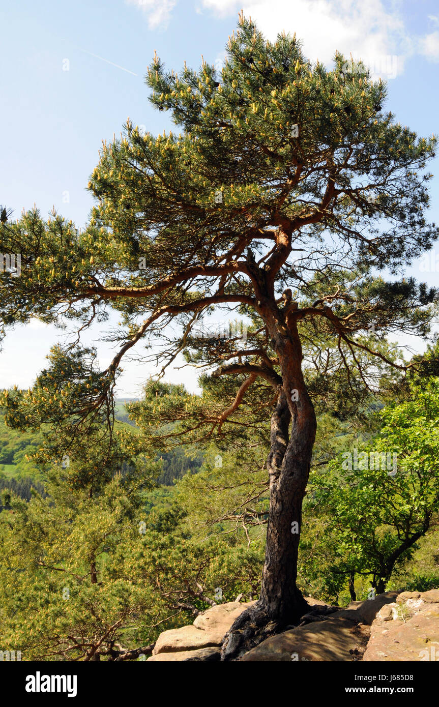 Albero alberi di pino di geologia di forma mountain rock atmosfera di boschi di recupero Foto Stock