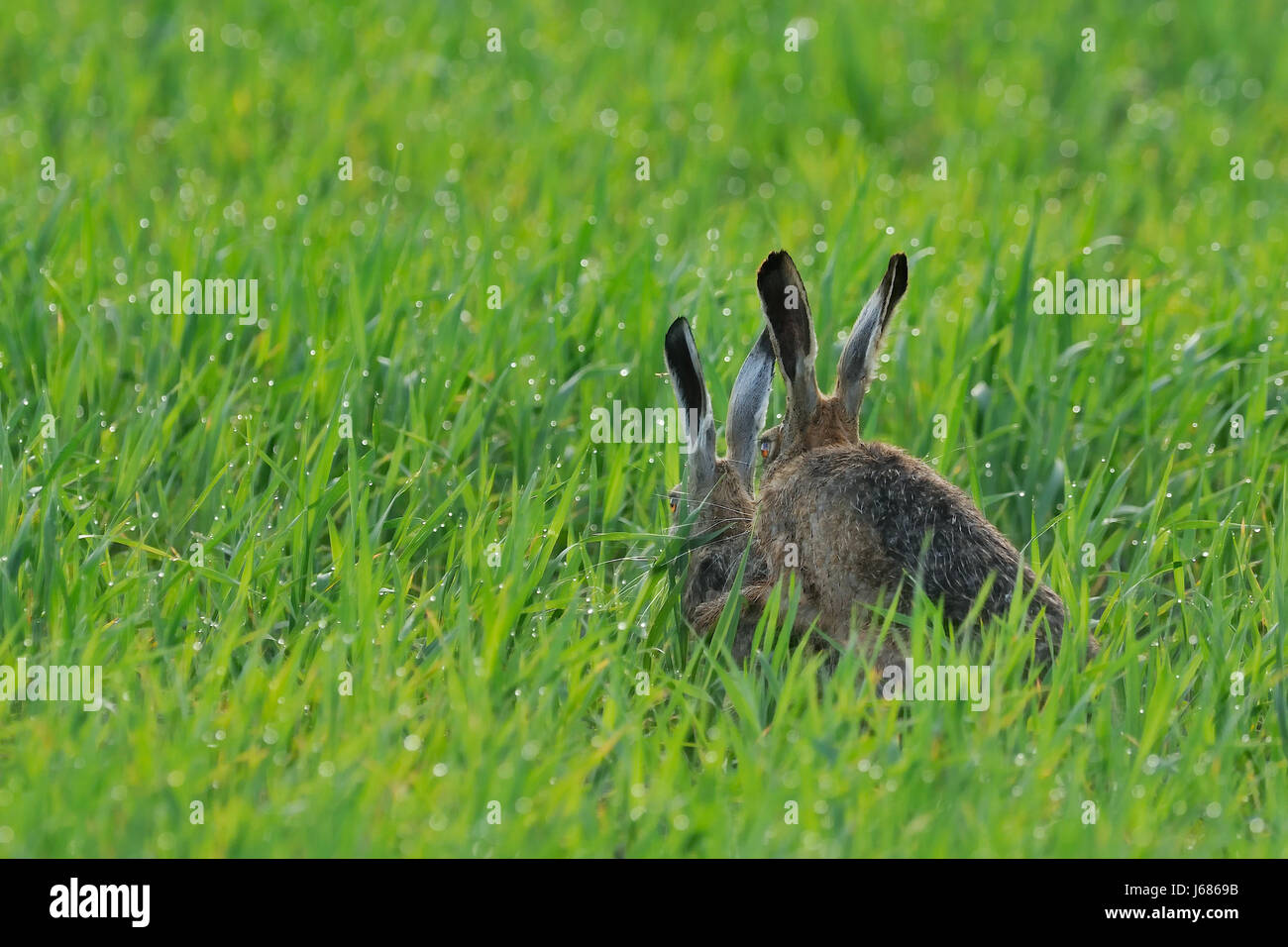 Lepre copula coniugata mate giovane coppia bunny animale mammifero verde brunastro marrone Foto Stock