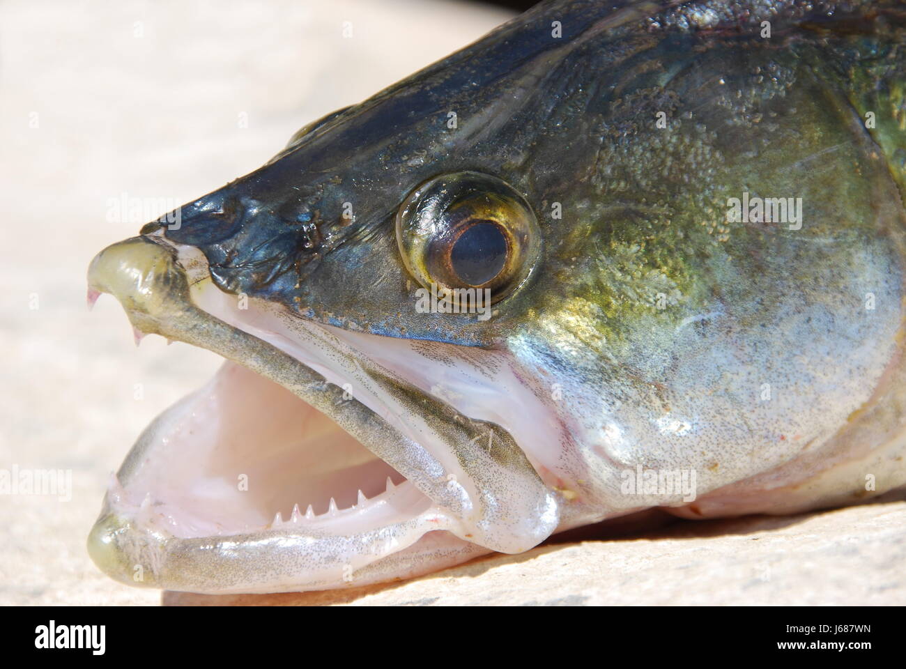 Pesce luccioperca animali animali pesce angolo di Spagna pesci zander testa acanthopterygian Foto Stock