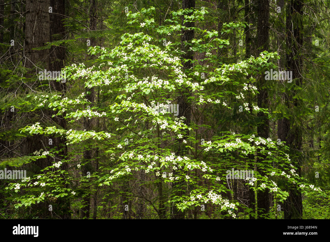 Pacific Sanguinello tree, Cornus nuttallii; Rogue River-Siskiyou National Forest, Cascade Mountains, Oregon. Foto Stock