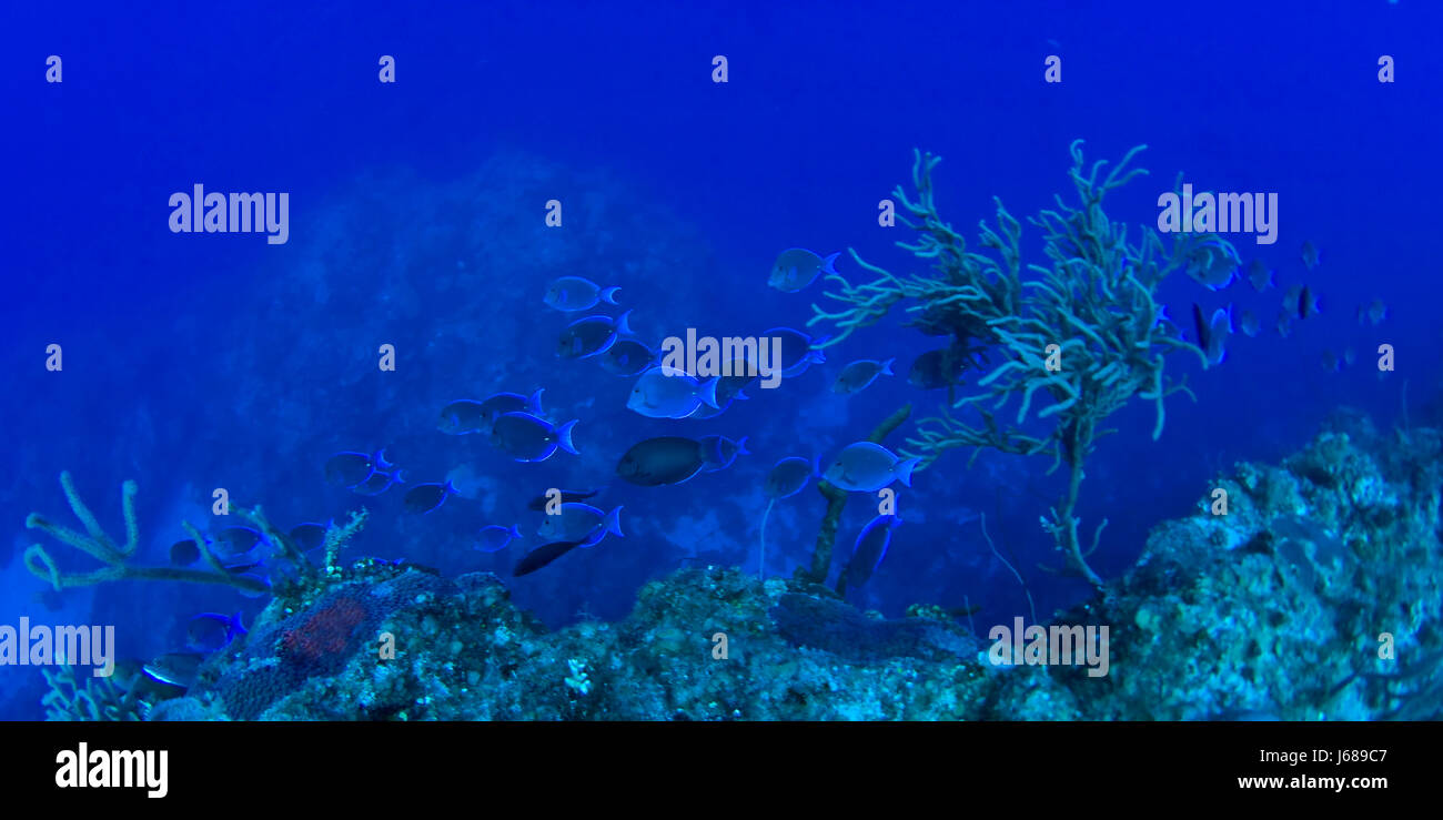 Pesce scogliera sottomarina coralli riff korallen fische tauchen unterwasser riffbarsch Foto Stock