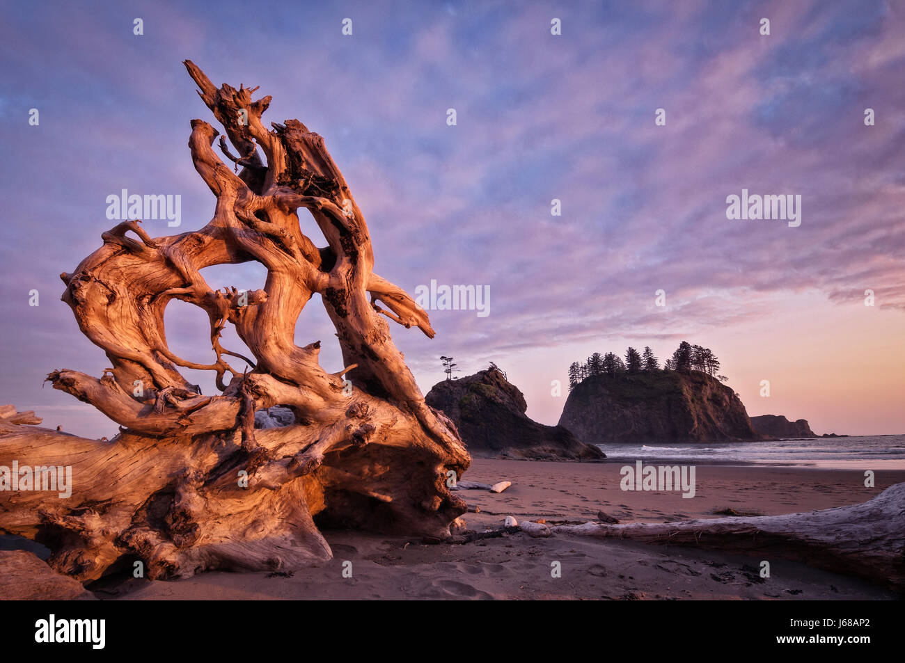 Driftwood sulla Seconda Spiaggia, Parco Nazionale di Olympic, Washington. Foto Stock