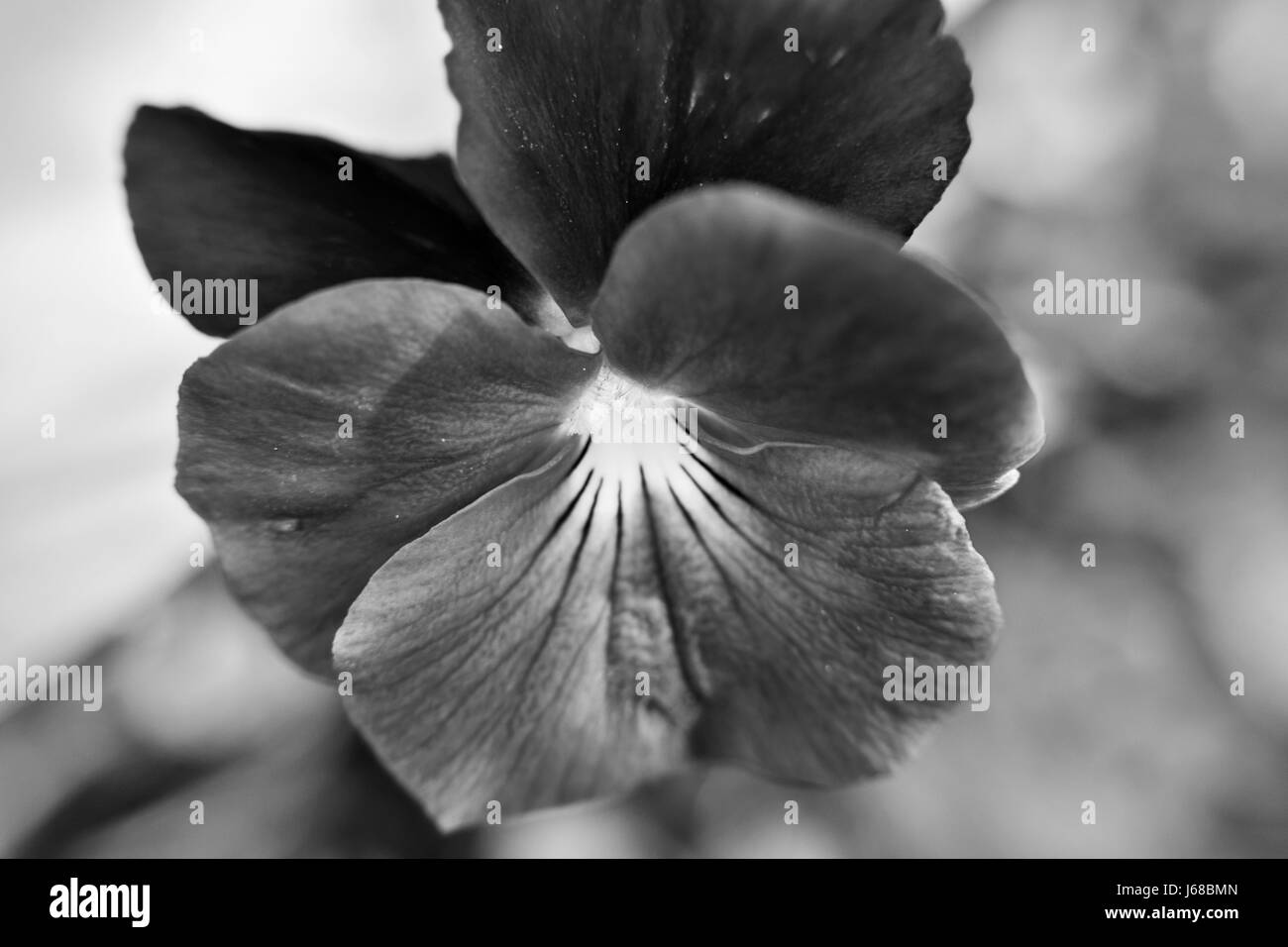 Viola celeste notte stellata fiore in bianco e nero Foto Stock