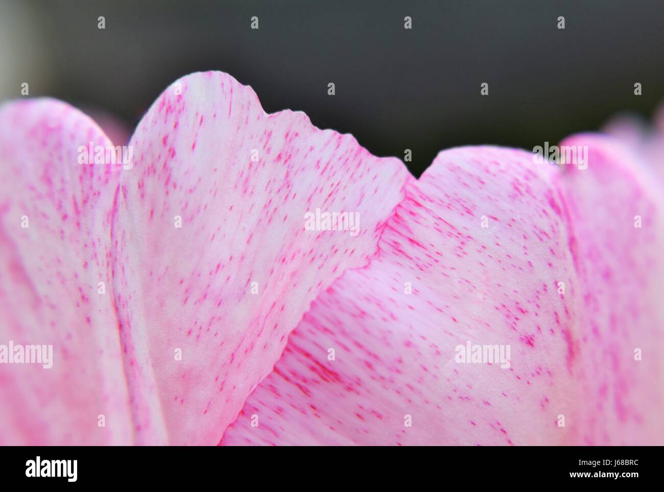 In alto di Pink Tulip petali Foto Stock