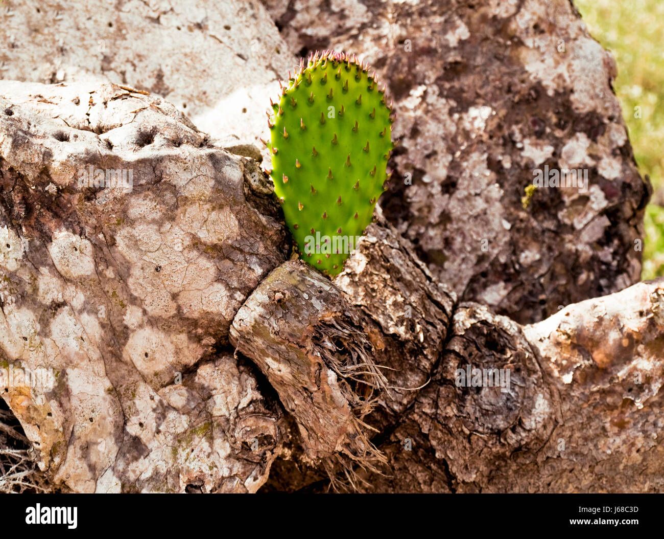 Immortale,il cactus (Opuntia ovata) Foto Stock