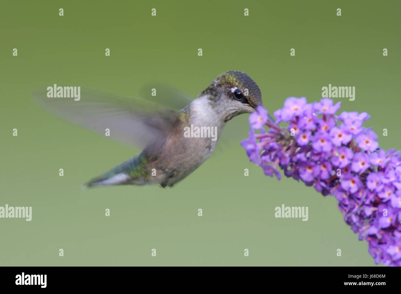 Piante e fiori uccelli selvatici piume wildlife hummingbird animale di natura uccelli fiore Foto Stock