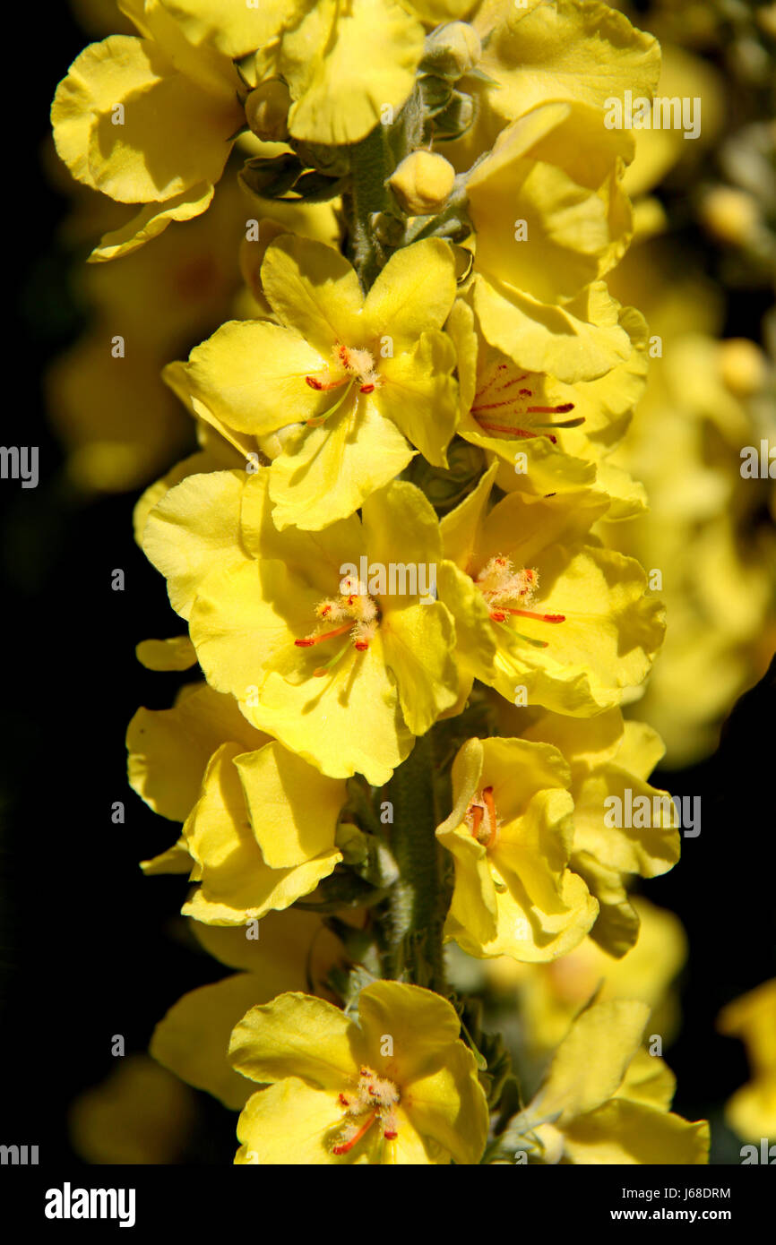 A FIORE GRANDE mullein Foto Stock