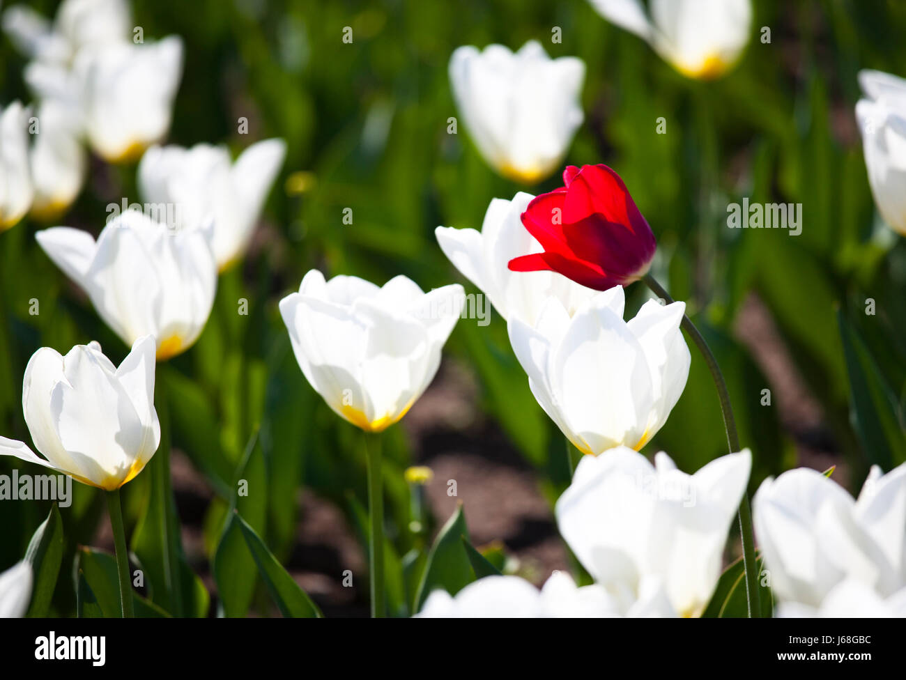 Fiore fiori impianto europeo di vuoto caucasica tulipani fiori di spurgo di contrasto Foto Stock